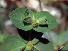 Pryšec (Euphorbia hirsuta L.)