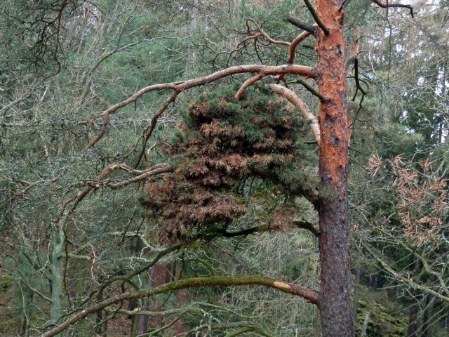 Čarověník na borovici lesní (Pinus sylvestris L.) (13c)