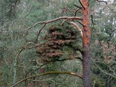 Čarověník na borovici lesní (Pinus sylvestris L.) (13c)