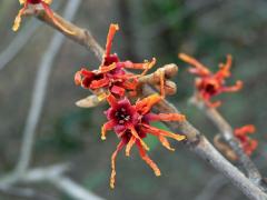 Vilín prostřední (Hamamelis × intermedia Rehder)