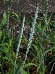 Pšenice špalda (Triticum spelta L.)