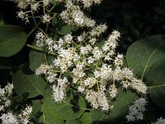 Šeřík síťnatý (Syringa reticulata (Blume) Hara)
