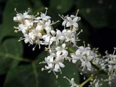 Šeřík síťnatý (Syringa reticulata (Blume) Hara)