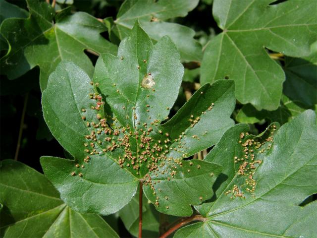 Hálky vlnovníka javorožravého (Aceria macrochela); javor babyka