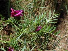 Vikev (Vicia benghalensis L.)   