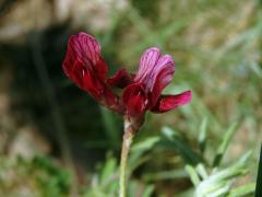 Vikev (Vicia benghalensis L.)