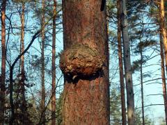 Tumor na borovici lesní (Pinus sylvestris L.) (32)