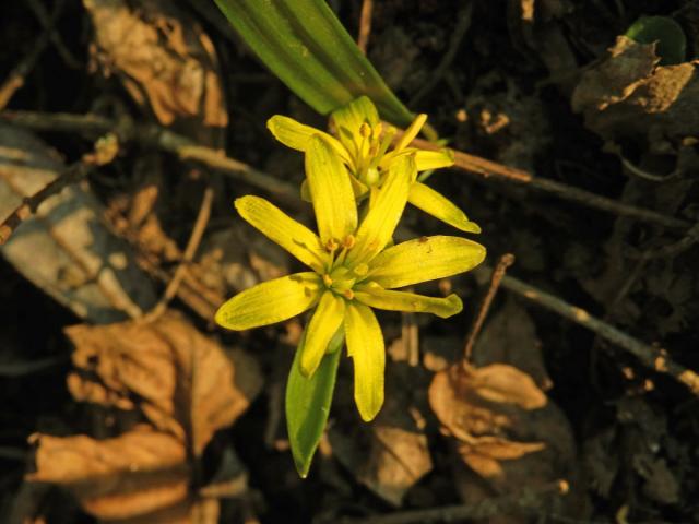Křivatec žlutý (Gagea lutea (L.) Ker-Gawler) - osmičetný květ (4)