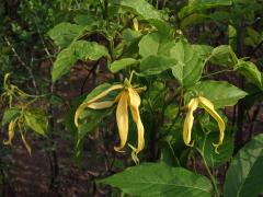 Kananga (Cananga odorata var. fruticosa)   