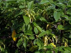 Kananga (Cananga odorata var. fruticosa)