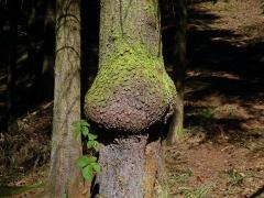Smrk ztepilý (Picea abies (L.) Karsten) (22b) s nádorem na kmeni