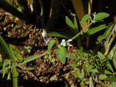 Leucas biflora (Vahl) Sm.