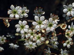 Trnka obecná (Prunus spinosa L.), vícečetné květy (6)