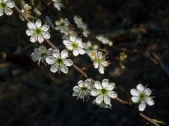 Trnka obecná (Prunus spinosa L.), vícečetné květy (7)
