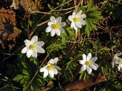 Sasanka hajní (Anemone nemorosa L.) - vícečetné květy (6)