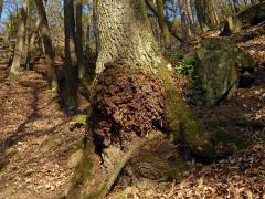 Nádor na dubu letním (Quercus robur L.) (51)