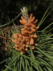 Borovice pinie (Pinus pinea L.)