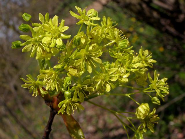 Javor mléč (Acer platanoides L.)