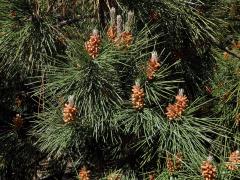 Borovice pinie (Pinus pinea L.)