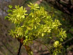Čeleď: Javorovité (Aceraceae Juss.)