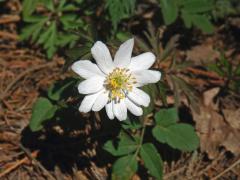 Sasanka hajní (Anemone nemorosa L.) - dvanáctičetný květ (1)