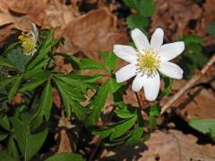 Sasanka hajní (Anemone nemorosa L.) - osmičetný květ (12)