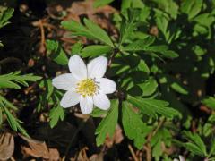 Sasanka hajní (Anemone nemorosa L.) - sedmičetný květ (8)