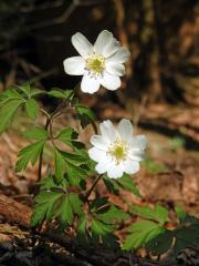 Sasanka hajní (Anemone nemorosa L.) - vícečetné květy (10)