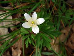 Sasanka hajní (Anemone nemorosa L.) - pětičetný květ (4)