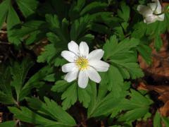 Sasanka hajní (Anemone nemorosa L.) - devítičetný květ (9)