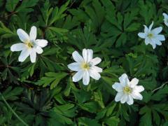 Sasanka hajní (Anemone nemorosa L.) - vícečetné květy (11b)