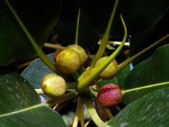 Fíkovník velkolistý (Ficus macrophylla Hort. Berol. ex Kunth & Bouche)