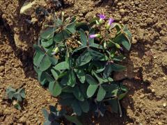 Šťavel širolistý (Oxalis latifolia Kunth)
