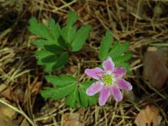 Sasanka hajní (Anemone nemorosa L.) s růžovým květem (3)