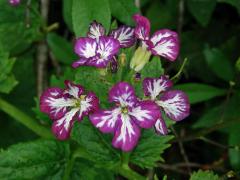 Večernice vonná (Hesperis matronalis L.) se skvrnitými květy