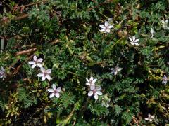 Pumpava obecná (rozpuková) (Erodium cicutarium (L.) L´Hér.) se světlými květy
