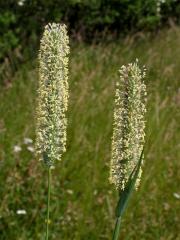 Čeleď: Lipnicovité (Poaceae Barnhart)
