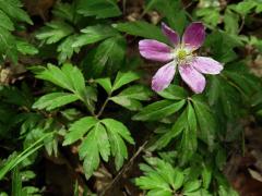Sasanka hajní (Anemone nemorosa L.) s růžovým květem (4)