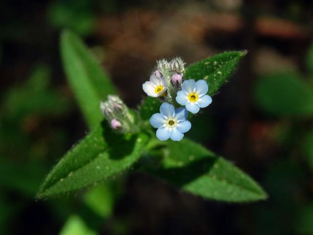 Pomněnka rolní (Myosotis arvensis (l.) Hill) s šestičetným květem (3)