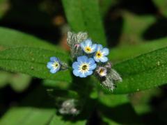 Pomněnka rolní (Myosotis arvensis (l.) Hill) s osmičetným květem (2)