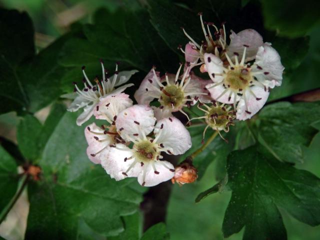 Hloh obecný (Crataegus laevigata (Poiret) DC.), čtyřčetný květ (1a)