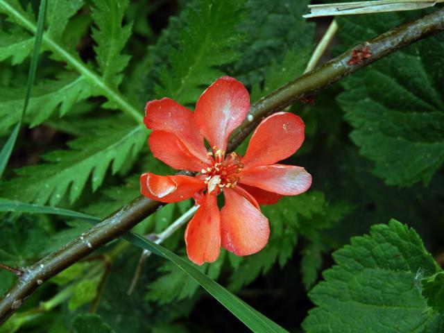 Kdoulovec ozdobný (Chaenomeles speciosa (Sweet) Nakai), vícečetný květ