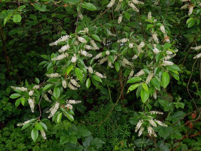 Střemcha pozdní (Prunus serotina Ehrh.)