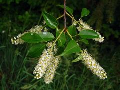 Střemcha pozdní (Prunus serotina Ehrh.)