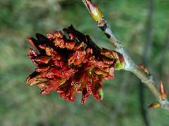 Hálky vlnovníka osikového (Aceria dispar), topol osika