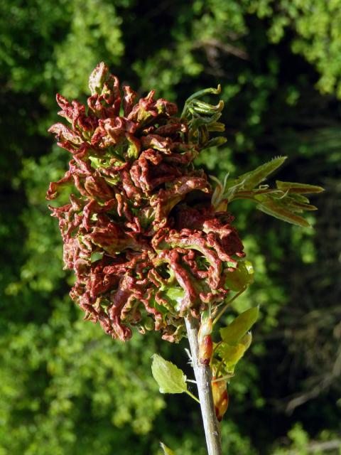 Hálky vlnovníka osikového (Aceria dispar), topol osika