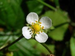 Jahodník obecný (Fragaria vesca L.), čtyřčetný květ (5)