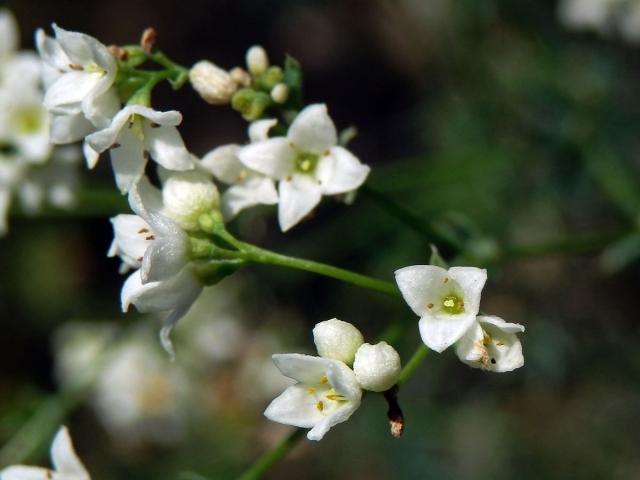 Svízel sivý (Galium glaucum L.) s trojčetným květem (2a)