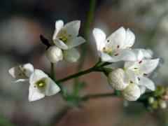 Svízel sivý (Galium glaucum L.) s trojčetným květem (2b)