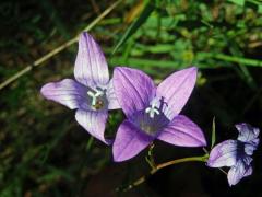 Zvonek rozkladitý (Campanula patula L.) - čtyřčetný květ (11)